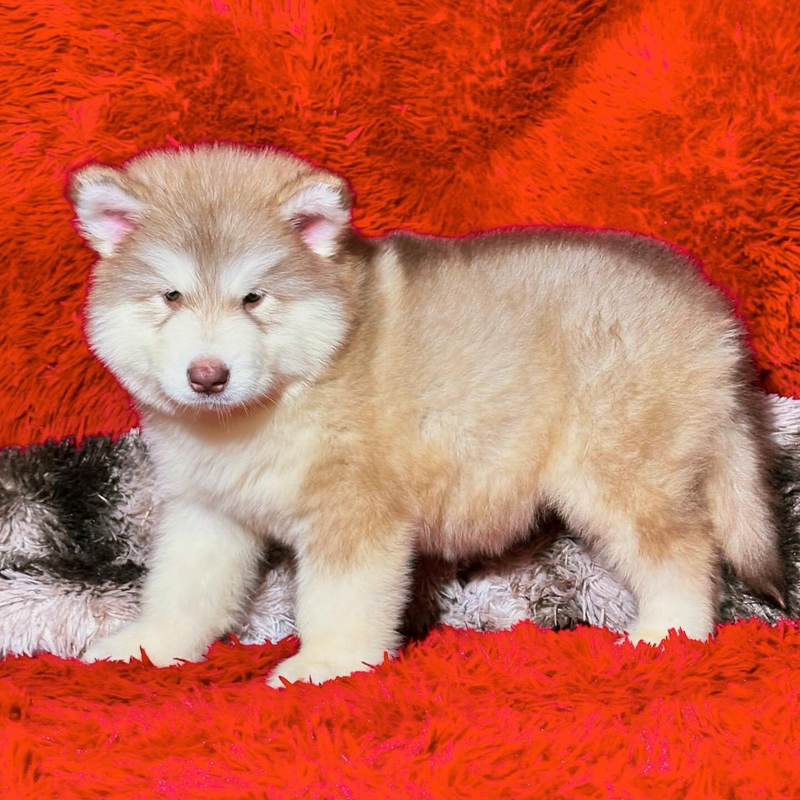 Malamute do Alaska♀️ Porte Grande🇧🇾🇷🇺🇧🇷