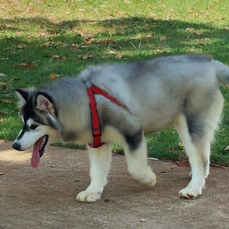 MALAMUTE DO ALASKA♀️ LINHAGEM GIGANTE🇵🇭🇺🇲🇧🇷 loop