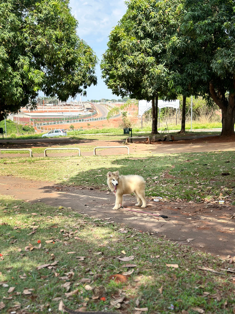 Malamute do Alaska♀️ Linhagem Gigante🇵🇭🇺🇲🇧🇷