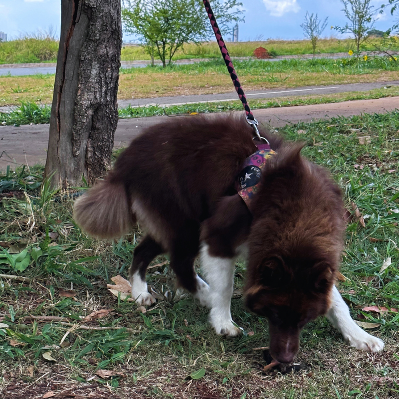 Husky Siberiano 🚺 Mostly Red🇺🇲🇧🇷