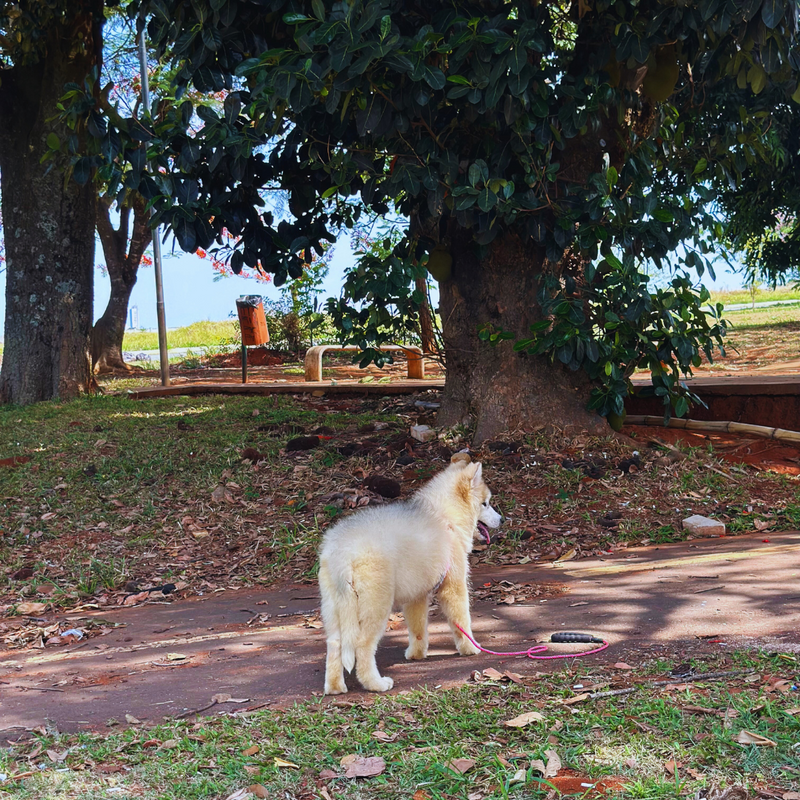 Malamute do Alaska♀️ Linhagem Gigante🇵🇭🇺🇲🇧🇷