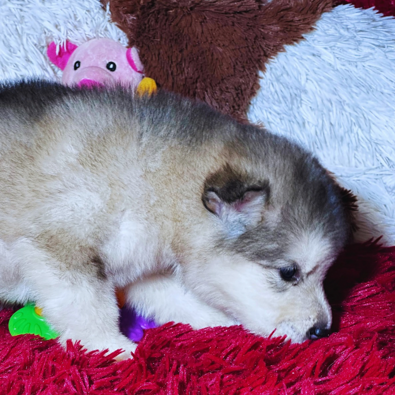 Malamute do Alaska🚹 Linhagem Gigante🇵🇭🇺🇲🇧🇷