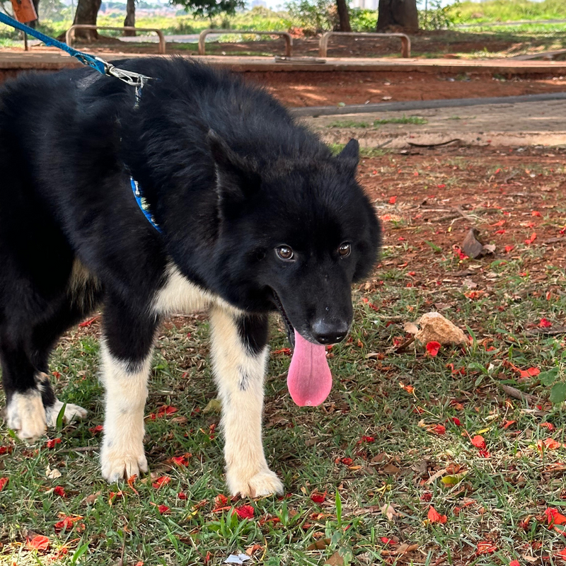 HUSKY SIBERIANO🚹 mostly black 🇧🇷🇺🇲