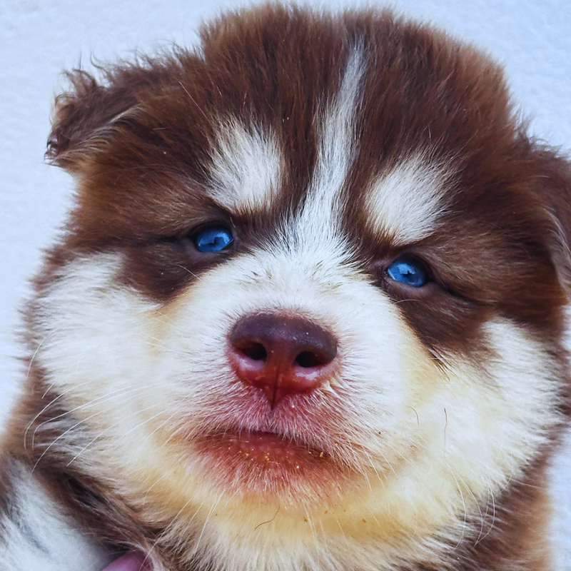 HUSKY SIBERIANO🚹 🇺🇲🇧🇷