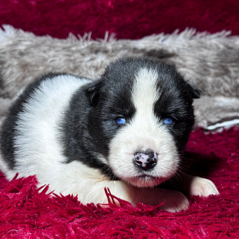 HUSKY SIBERIANO🚹 PIEBALD WOOLLY