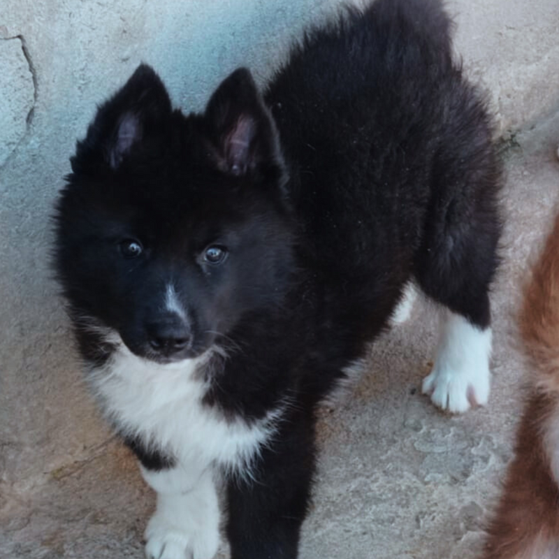 HUSKY SIBERIANO 🚹MOSTLY BLACK