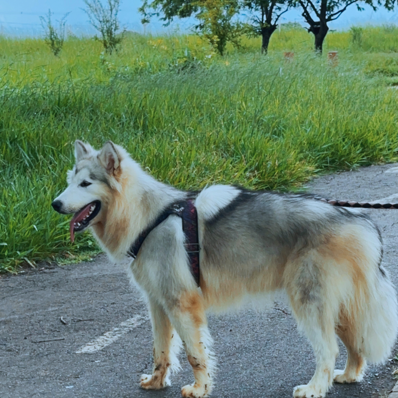 Malamute do Alaska🚺 linhagem gigante 🇵🇭🇺🇲🇧🇷