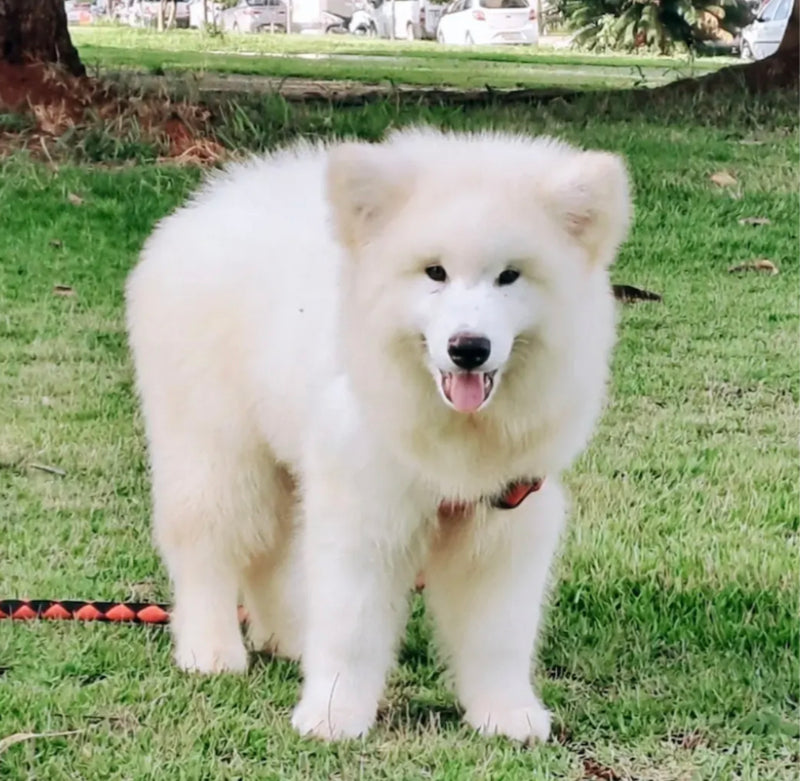 Malamute do Alaska🚹 Linhagem Gigante 🇵🇭🇺🇲🇧🇷