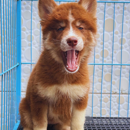 HUSKY SIBERIANO🚺 🇺🇲🇧🇷