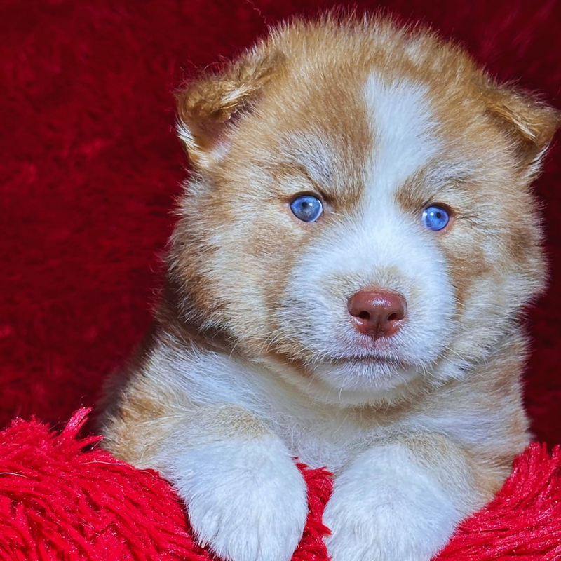 HUSKY SIBERIANO🚹