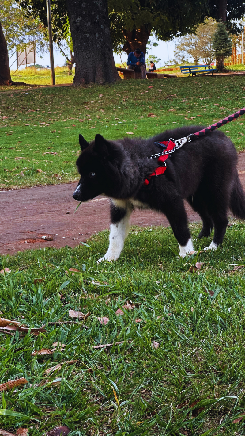 HUSKY SIBERIANO🚹 MOSTLY BLACK 🇧🇷🇺🇲