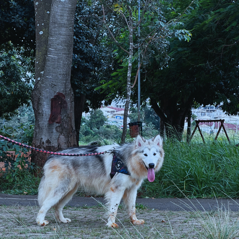 Malamute do Alaska🚺 linhagem gigante 🇵🇭🇺🇲🇧🇷