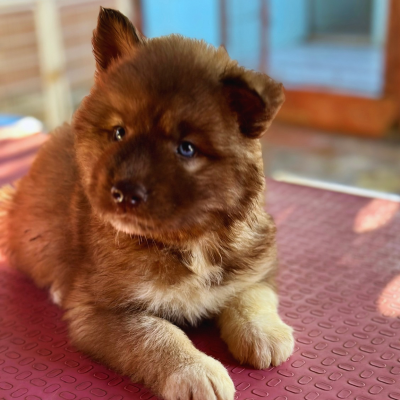 HUSKY SIBERIANO🚺 AGOUT RED🇺🇲🇧🇷