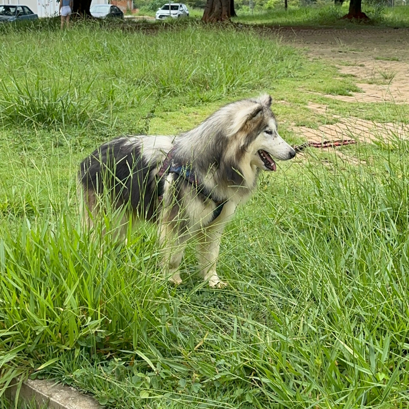 Malamute do Alaska🚺 linhagem gigante 🇵🇭🇺🇲🇧🇷o