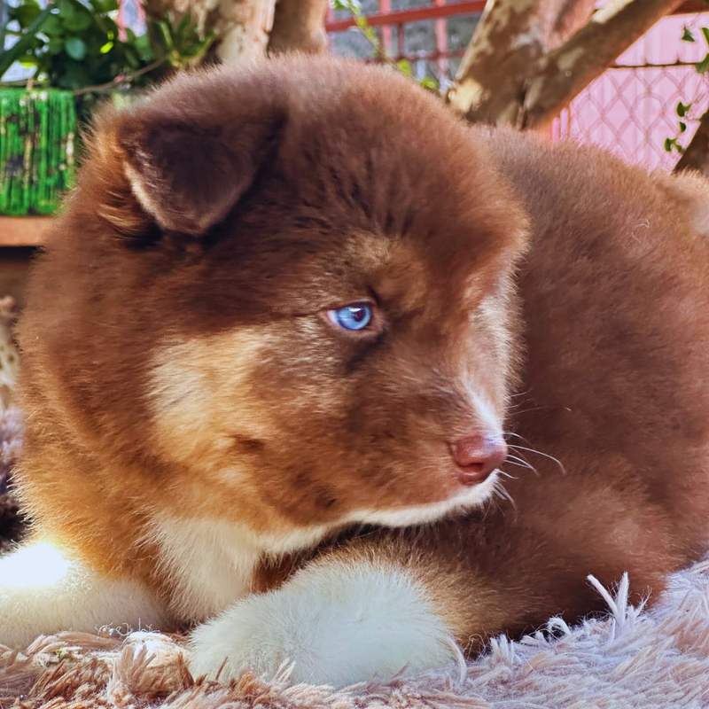 HUSKY SIBERIANO🚹 MOSTLY RED🇺🇲🇧🇷