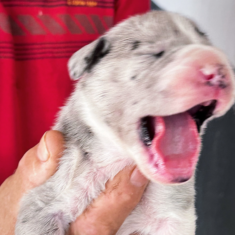 DOGUE ALEMÃO GIGANTE 🚺