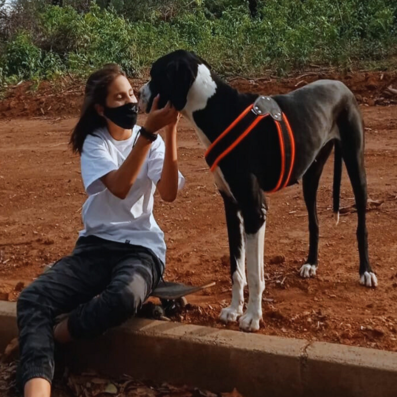 DOGUE ALEMÃO GIGANTE 🚺