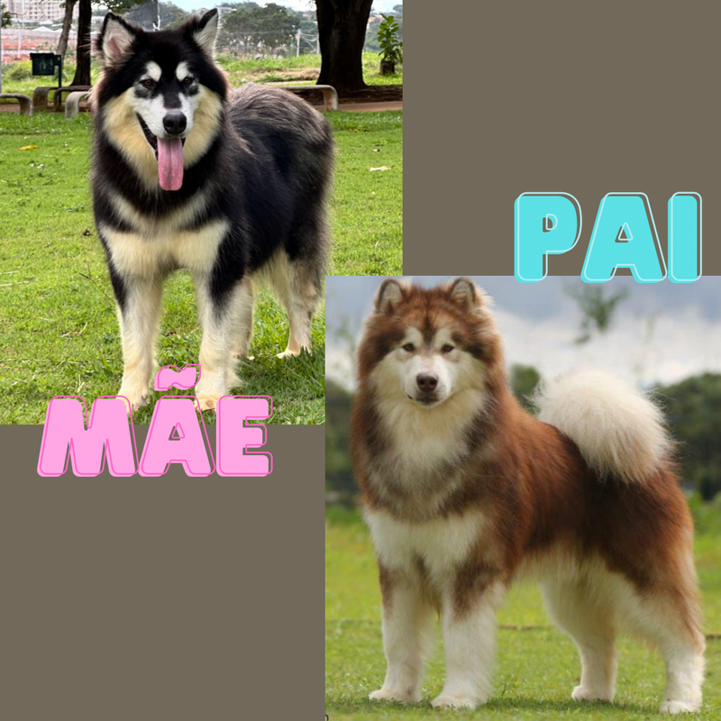 Malamute do Alaska♀️ Porte Grande🇧🇾🇷🇺🇧🇷