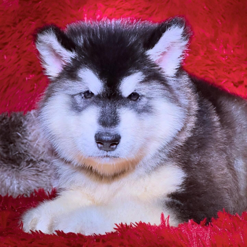 MALAMUTE DO ALASKA🚹 Porte grande🇧🇷🇵🇭