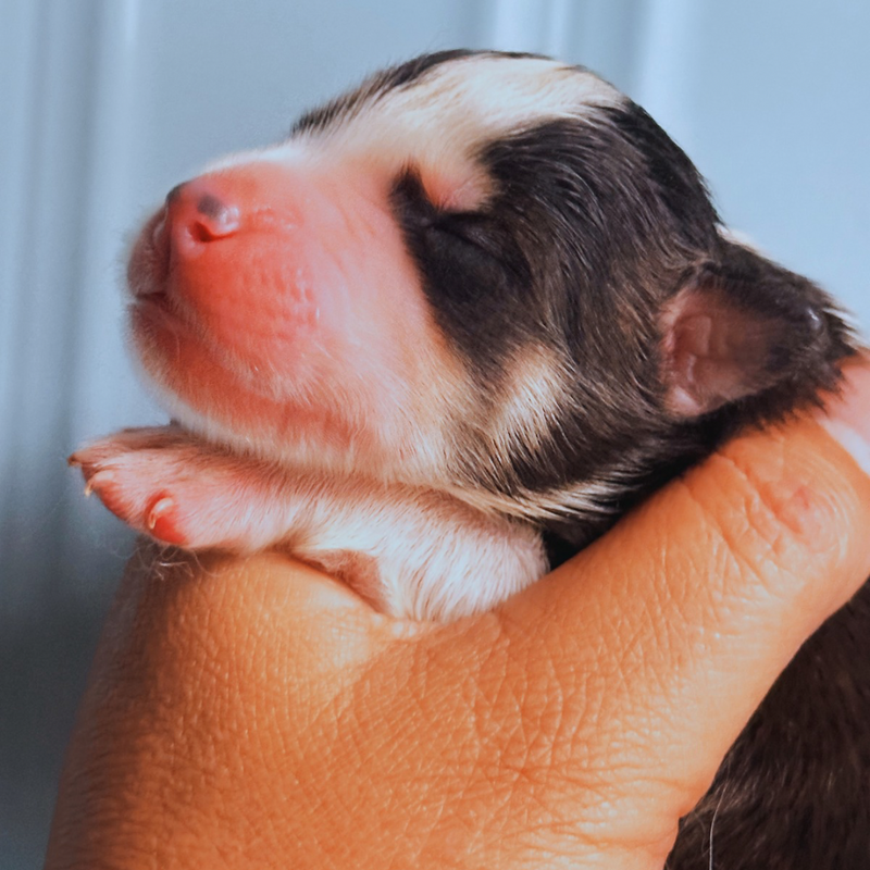 HUSKY SIBERIANO 🚹 🇺🇲🇧🇷