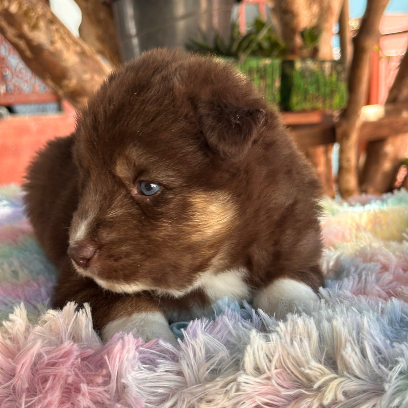 HUSKY SIBERIANO🚹 MOSTLY RED🇺🇲🇧🇷