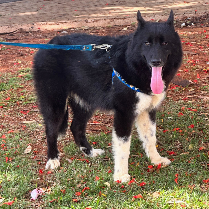 HUSKY SIBERIANO🚹 mostly black 🇧🇷🇺🇲