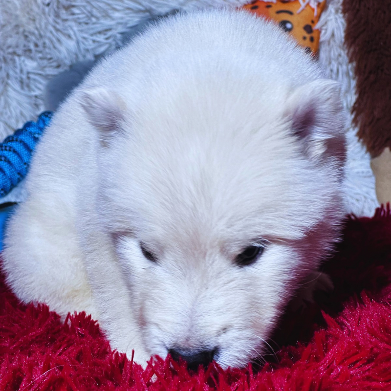 Malamute do Alaska🚹 linhagem gigante 🇵🇭🇺🇲🇧🇷