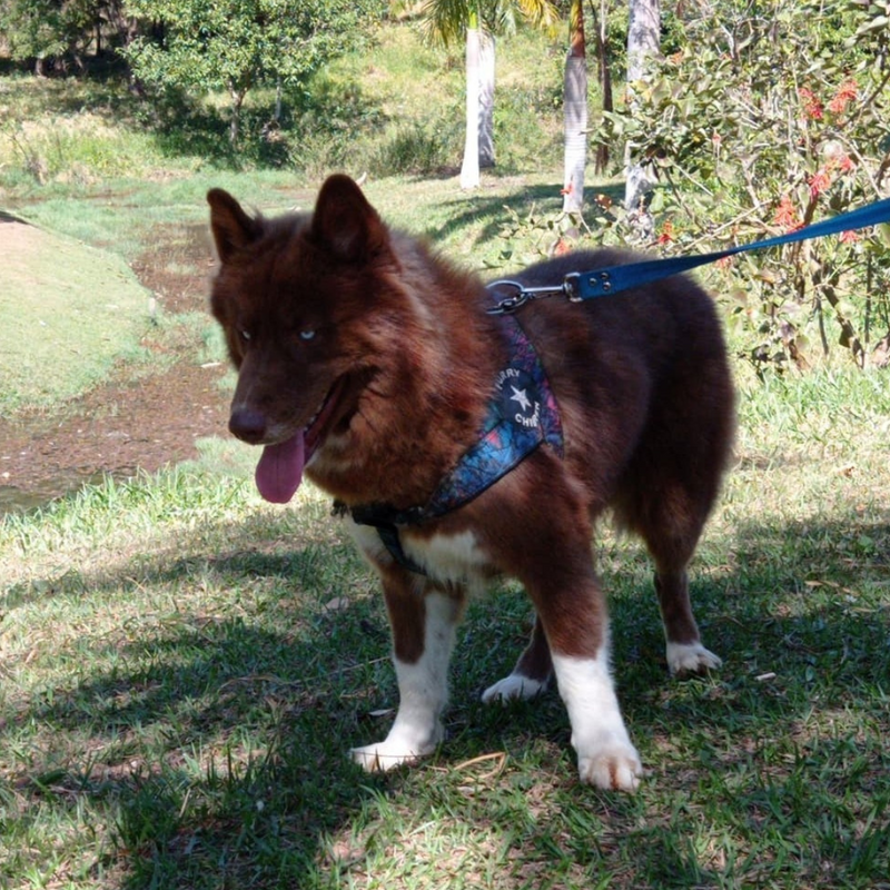 Husky Siberiano🚹 Mostly red