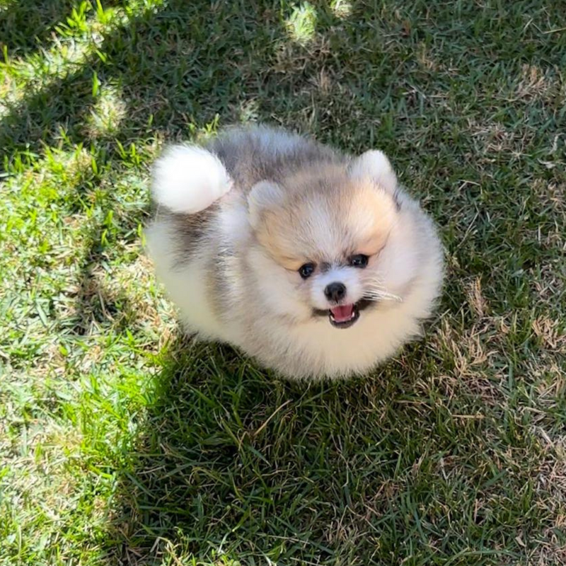 Spitz Alemão♂️ Lulu da Pomerânea