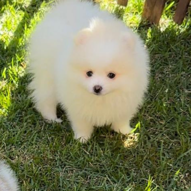 Spitz Alemão♂️ Lulu da Pomerania