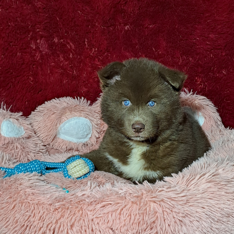 HUSKY SIBERIANO♂️MOSTLY RED