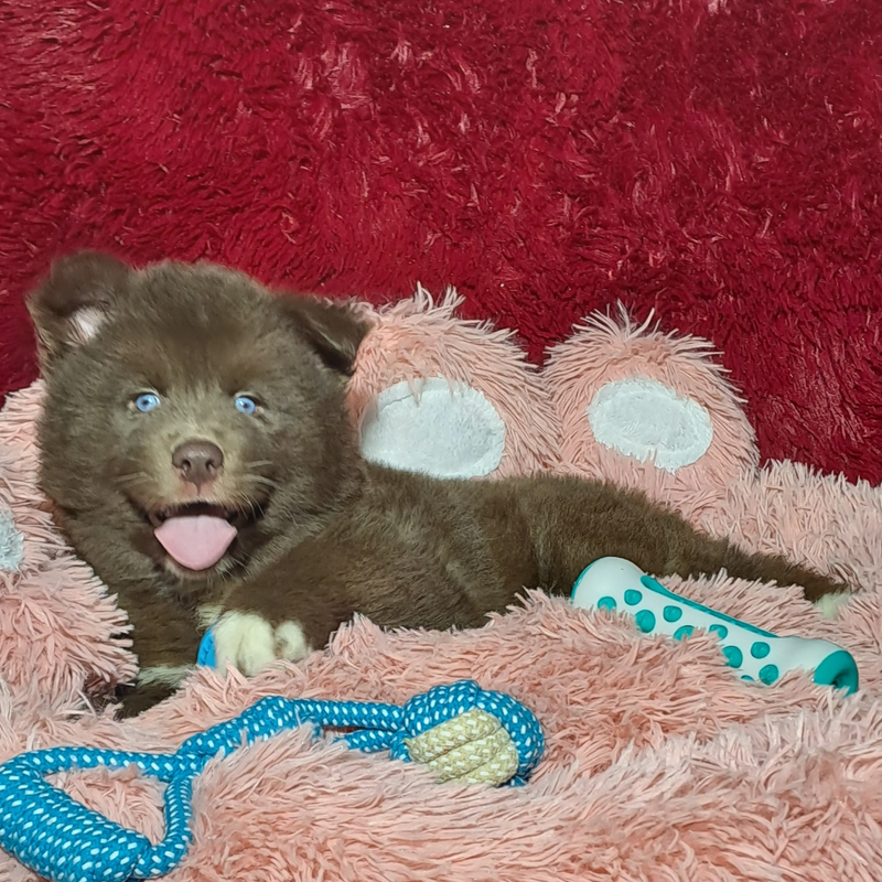 HUSKY SIBERIANO♂️MOSTLY RED