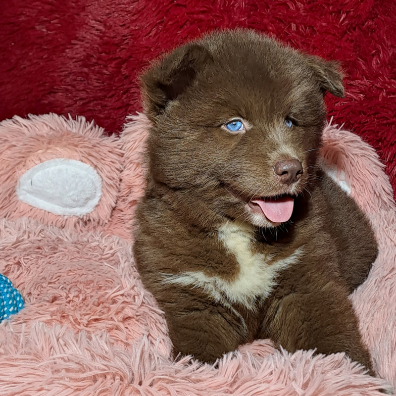 HUSKY SIBERIANO♂️MOSTLY RED