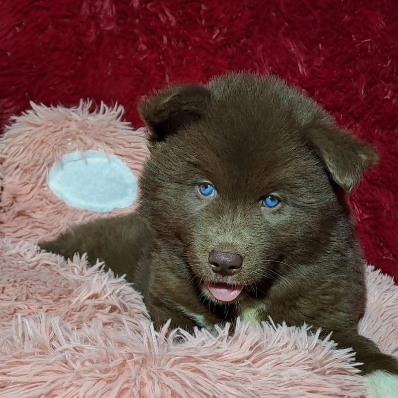 HUSKY SIBERIANO♂️MOSTLY RED