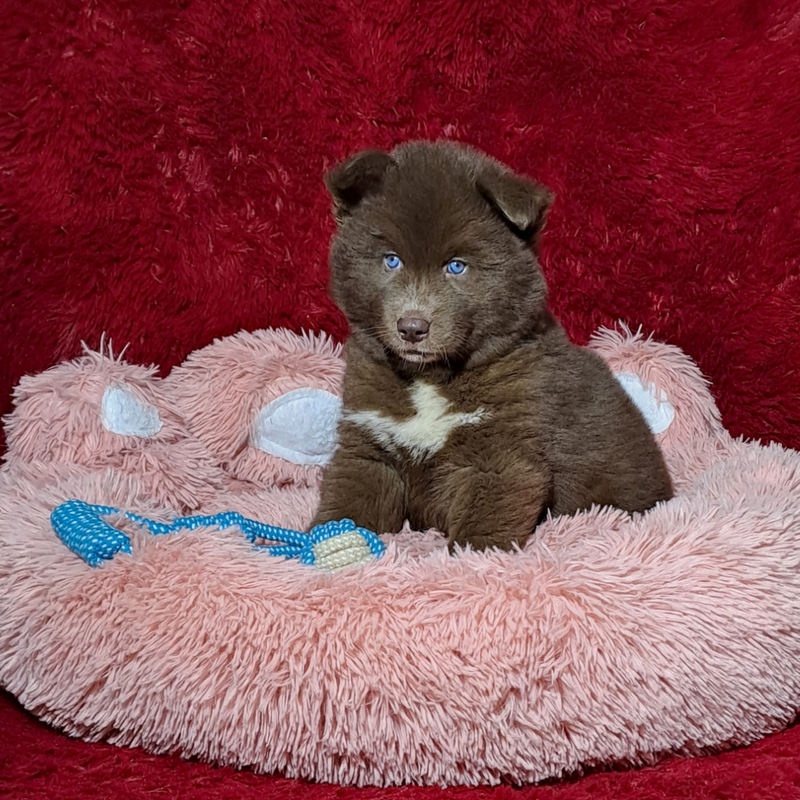 HUSKY SIBERIANO♂️MOSTLY RED