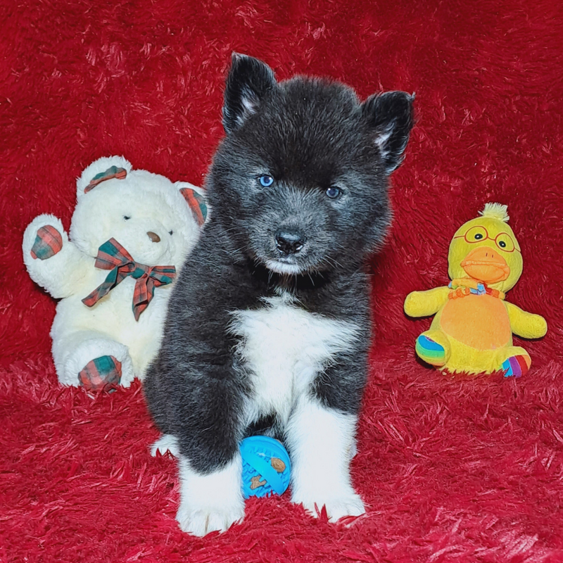 HUSKY SIBERIANO♂️ MOSTLY BLACK