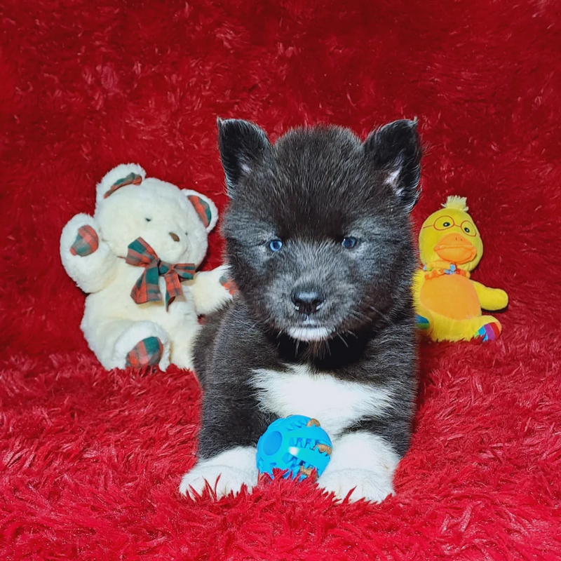 HUSKY SIBERIANO♂️ MOSTLY BLACK