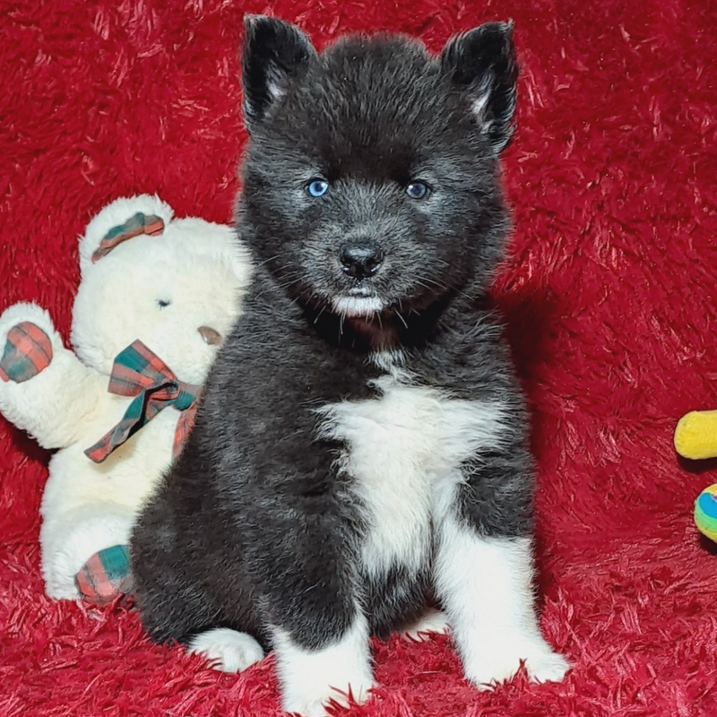 HUSKY SIBERIANO♂️ MOSTLY BLACK