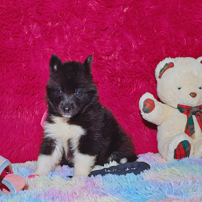 HUSKY SIBERIANO♀️ MOSTLY BLACK