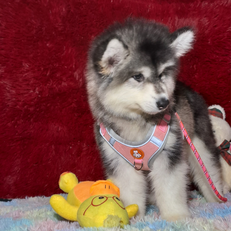 MALAMUTE DO ALASKA♀️ LINHAGEM GIGANTE🇵🇭🇺🇲🇧🇷 loop