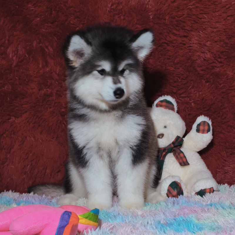 MALAMUTE DO ALASKA♀️ LINHAGEM GIGANTE🇵🇭🇺🇲🇧🇷 loop