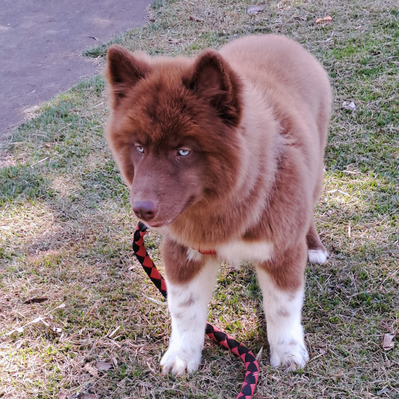 HUSKY SIBERIANO♂️ MOSTLY RED🇺🇲🇧🇷