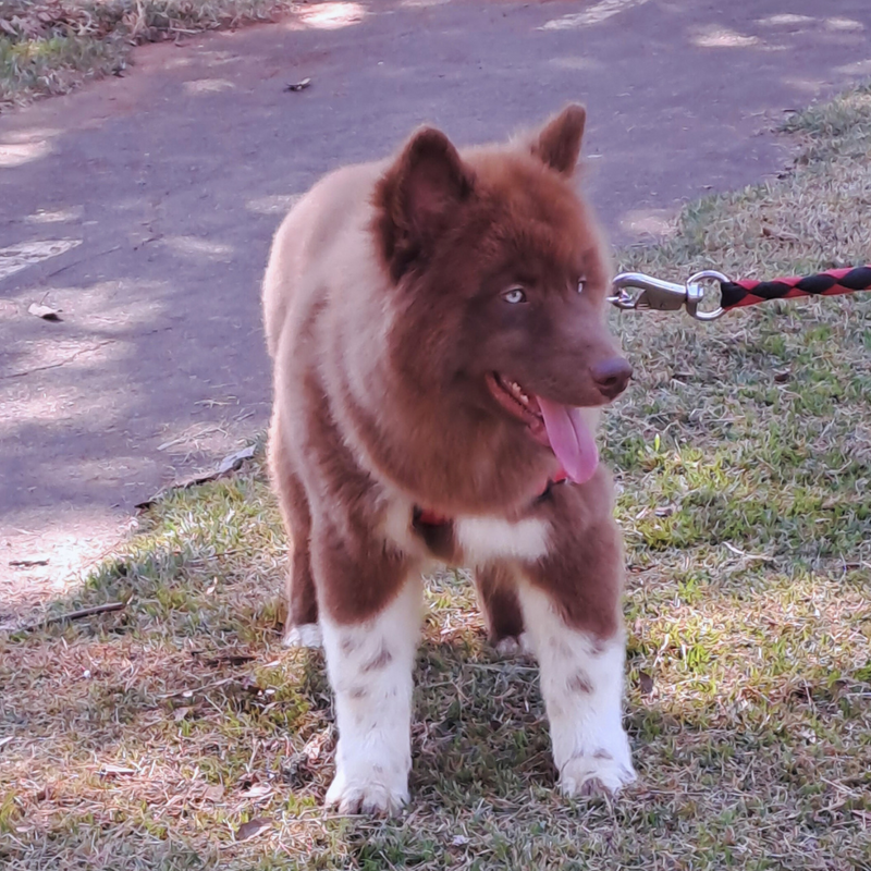 HUSKY SIBERIANO♂️ MOSTLY RED🇺🇲🇧🇷