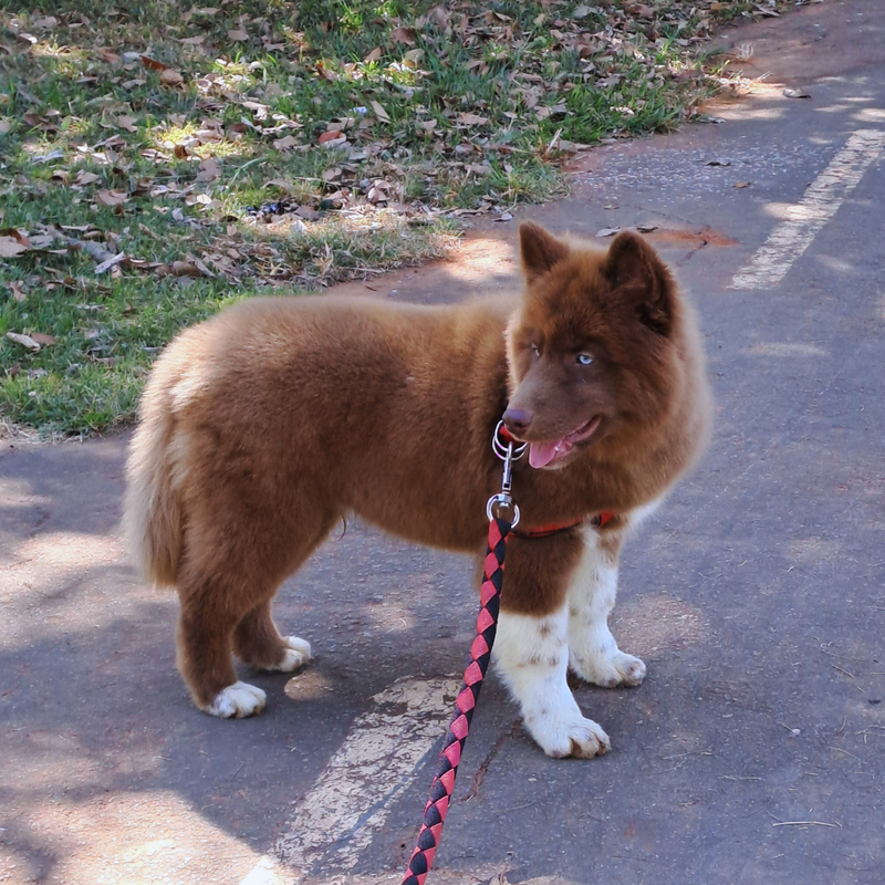 HUSKY SIBERIANO♂️ MOSTLY RED🇺🇲🇧🇷