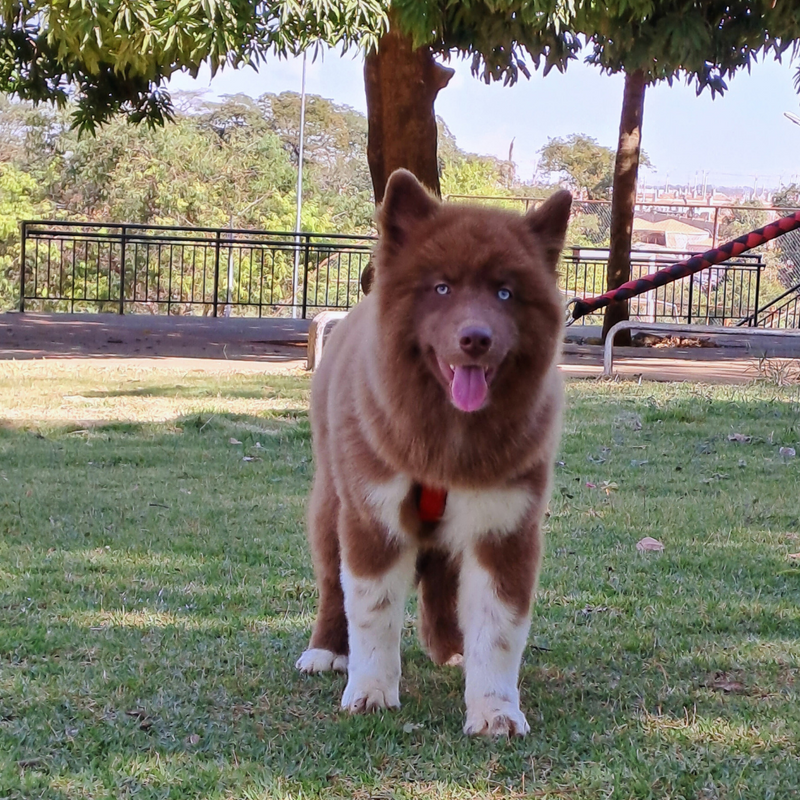 HUSKY SIBERIANO♂️ MOSTLY RED🇺🇲🇧🇷