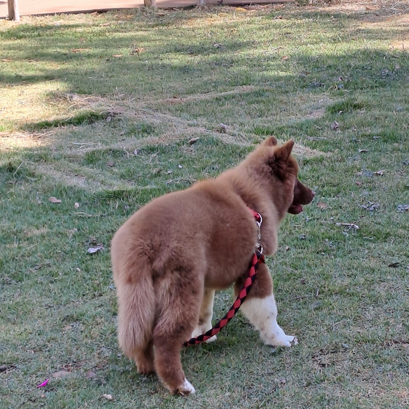 HUSKY SIBERIANO♂️ MOSTLY RED🇺🇲🇧🇷