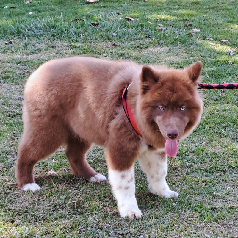 HUSKY SIBERIANO♂️ MOSTLY RED🇺🇲🇧🇷