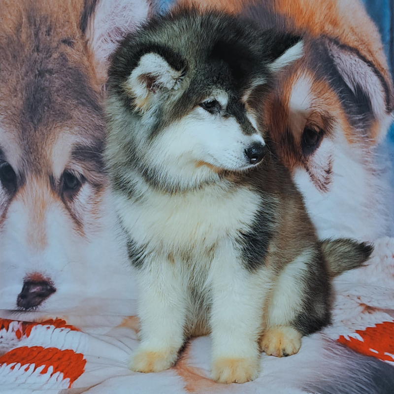 MALAMUTE DO ALASKA♀️ LINHAGEM GIGANTE🇵🇭🇺🇲🇧🇷 loop