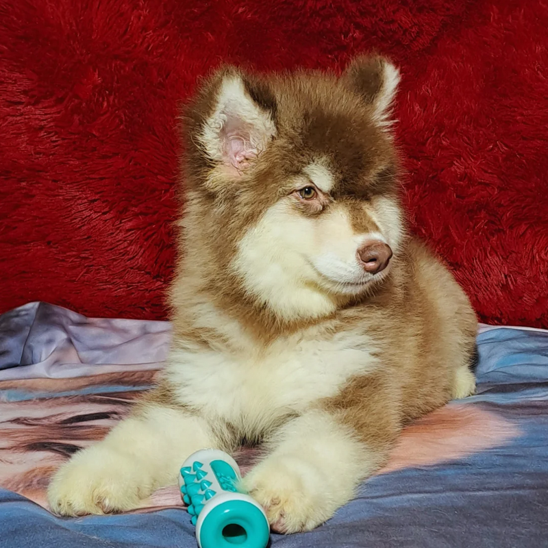 MALAMUTE DO ALASKA♂️ LINHAGEM GIGANTE