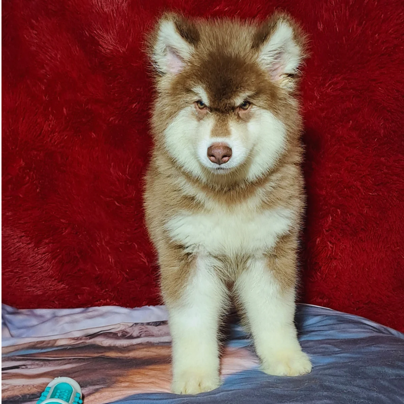 MALAMUTE DO ALASKA♂️ LINHAGEM GIGANTE